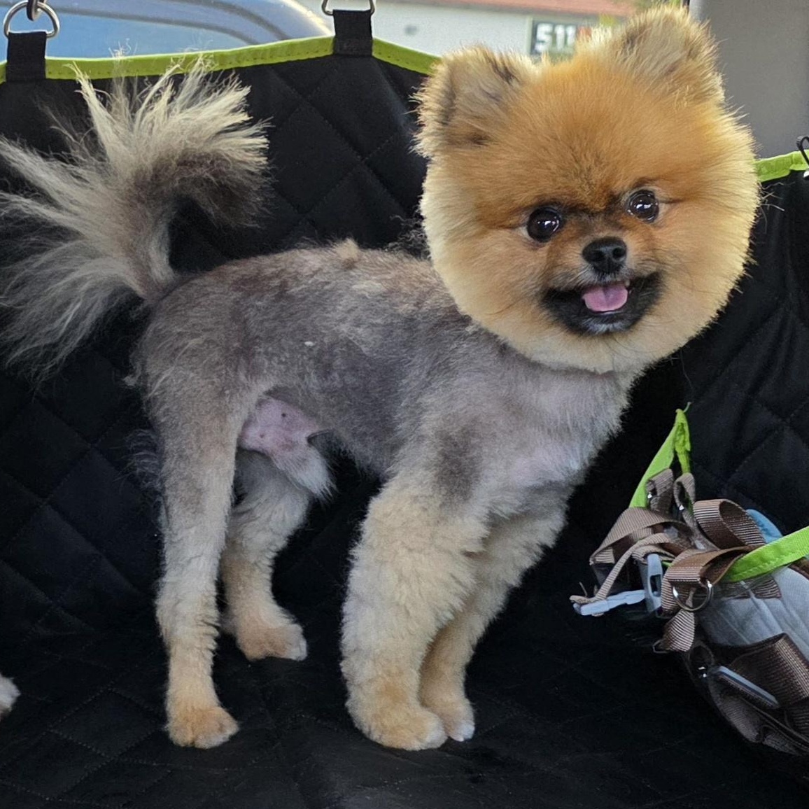 Enlarge Beast , a ADOPTABLE Pomeranian in Clovis, CA image 2/5