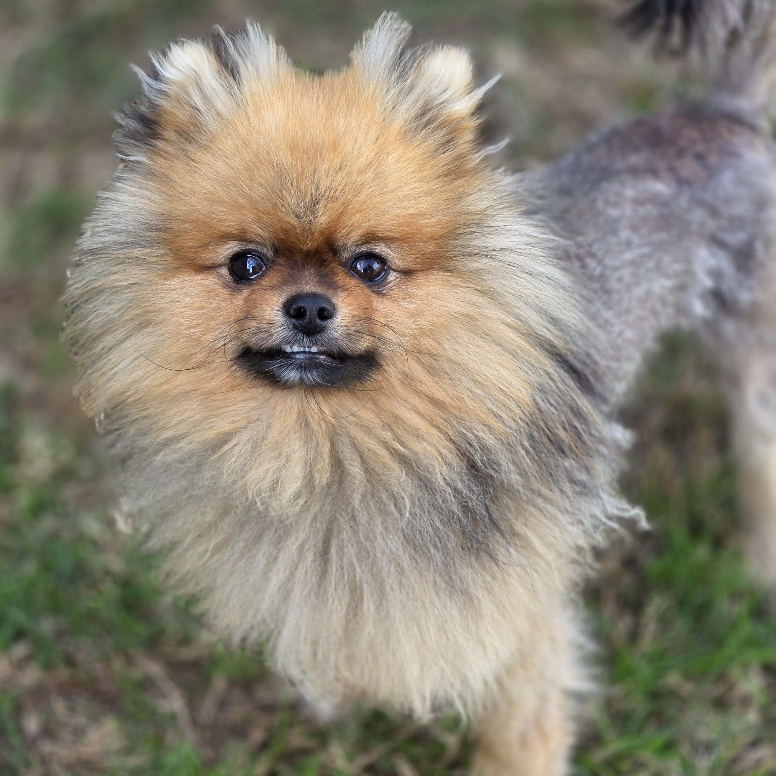 Enlarge Beast , a ADOPTABLE Pomeranian in Clovis, CA image 5/5