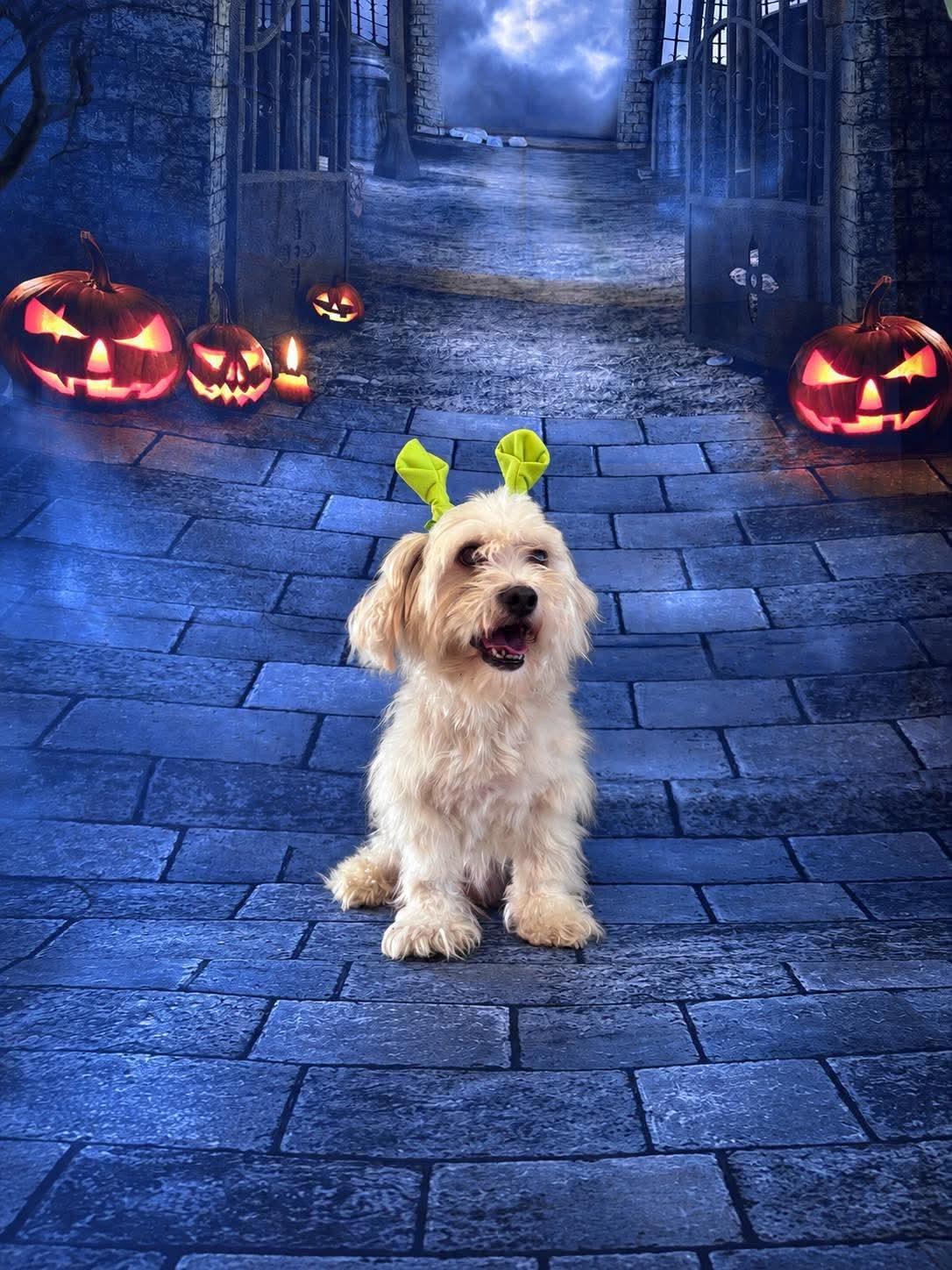 Enlarge Bowden, a Adoptable Shih Tzu in Valrico, FL image 1/2
