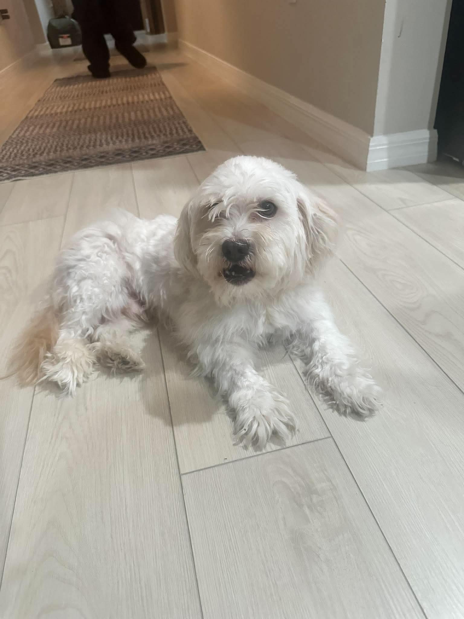Enlarge Bowden, a Adoptable Shih Tzu in Valrico, FL image 2/2