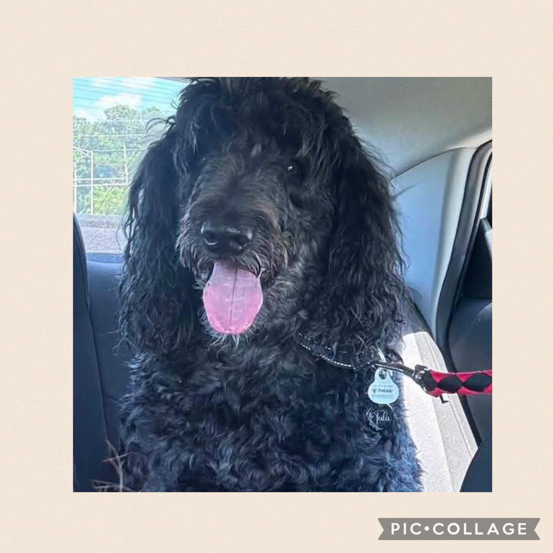 Lou, Adopted, Adult Female Giant Schnauzer & Standard Poodle.