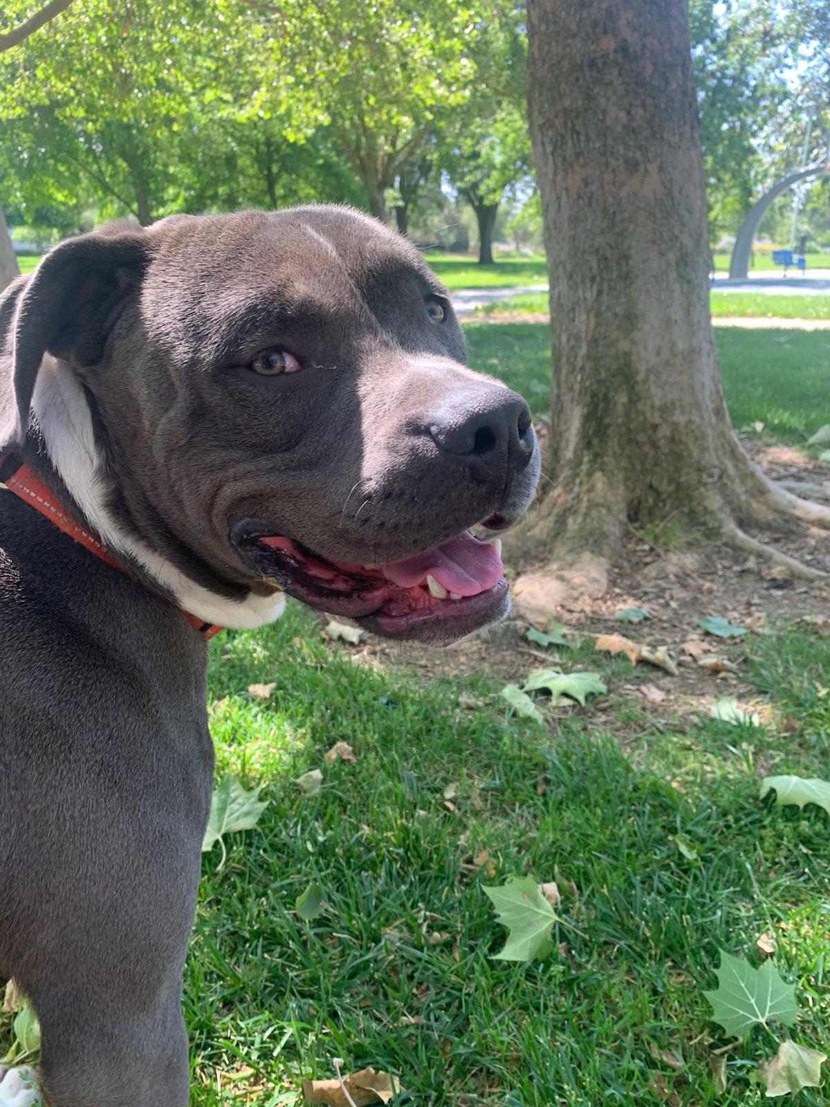 Enlarge Equilibrium, a Adoptable Pit Bull Terrier in Elk Grove, CA image 1/1