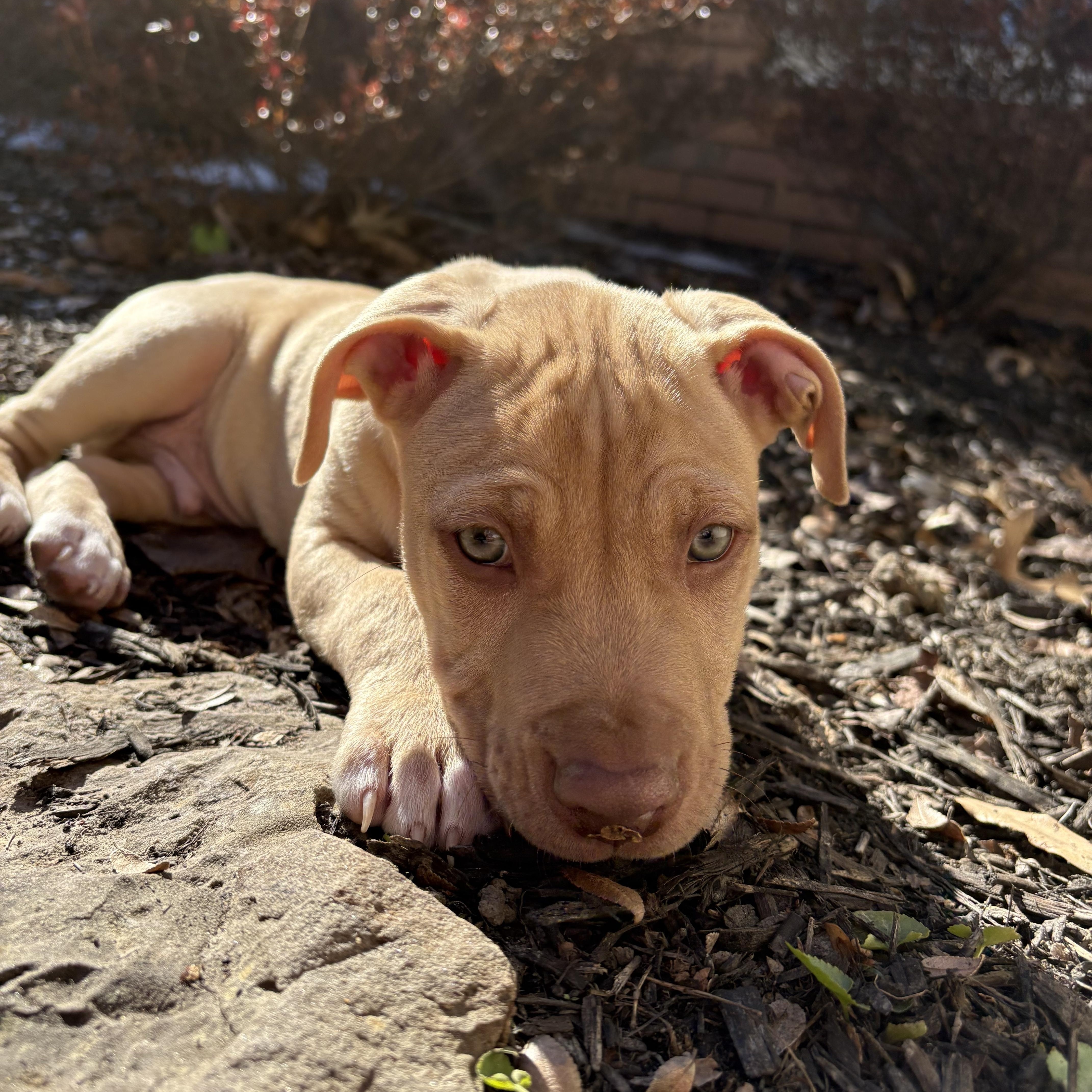 Enlarge Memphis, a Adoptable mixed breed in Columbus , OH image 1/2