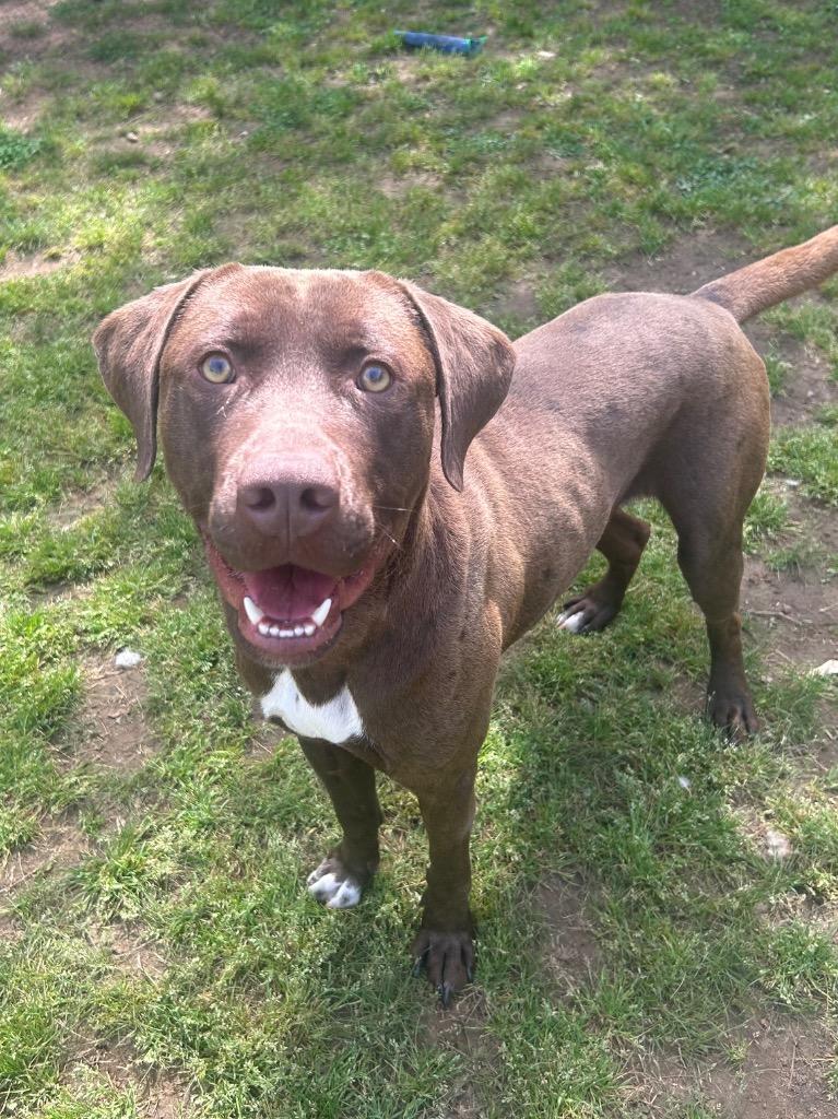 Elmer, Adoptable, Young Male Labrador Retriever.