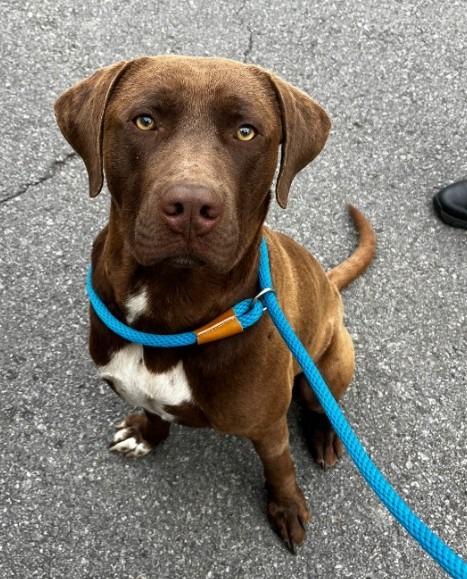 Enlarge Elmer, a Adoptable Labrador Retriever in Benton, AR image 2/4