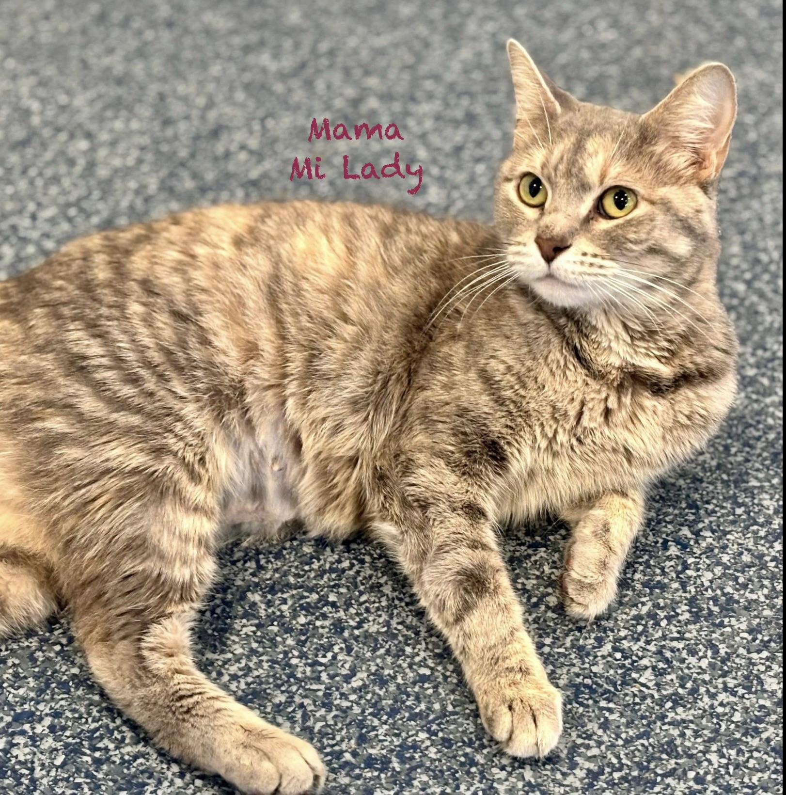 Enlarge Mama Mi Lady, an adoptable Tabby in Palatine, IL image 1/3