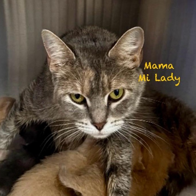 Enlarge Mama Mi Lady, an adoptable Tabby in Palatine, IL image 2/3