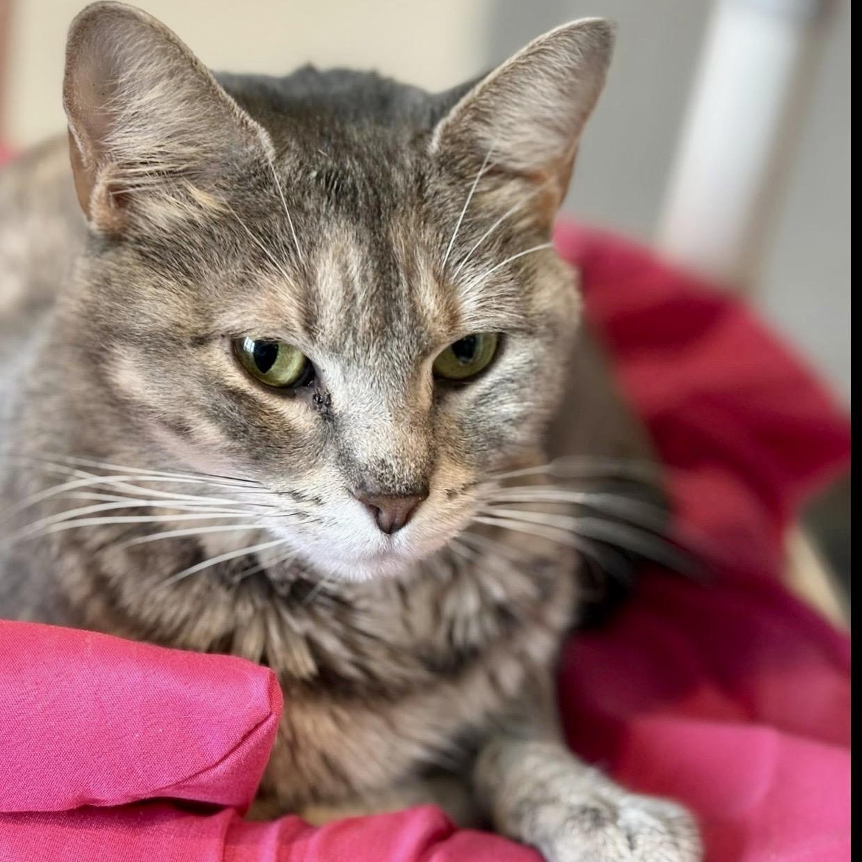 Enlarge Mama Mi Lady, an adoptable Tabby in Palatine, IL image 3/3