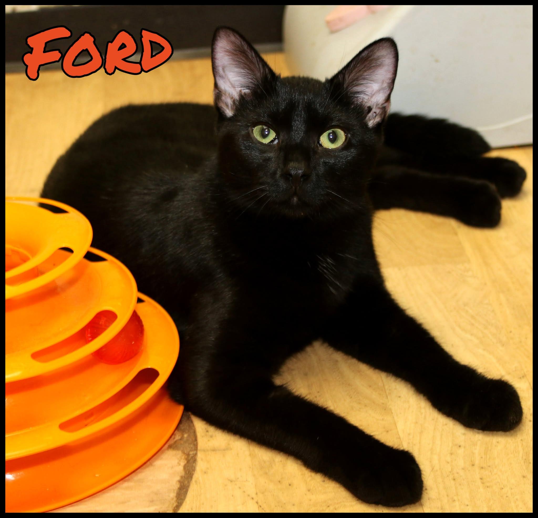 Enlarge Ford, a Adoptable Domestic Short Hair in Shippenville, PA image 1/1