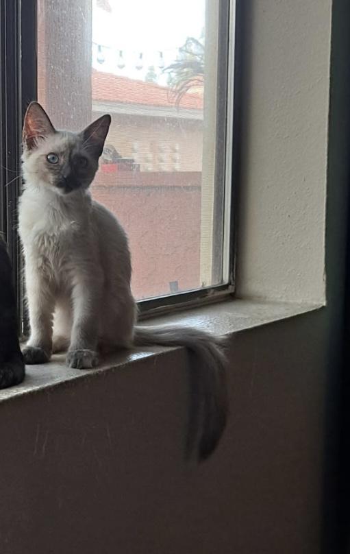 Cora, Adoptable, Kitten Female Siamese & Domestic Short Hair.