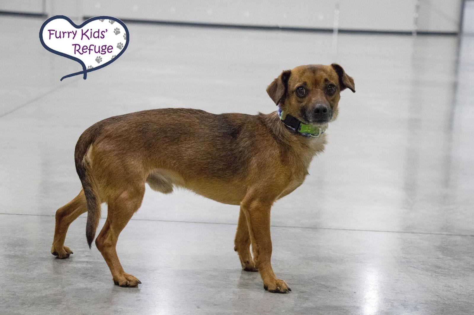 Mowie, Adoptable, Adult Male Chihuahua & Dachshund.