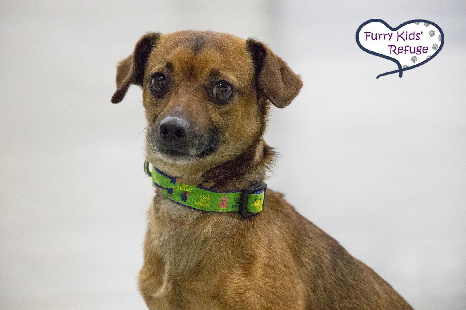 Mowie, Adoptable, Adult Male Chihuahua & Dachshund.