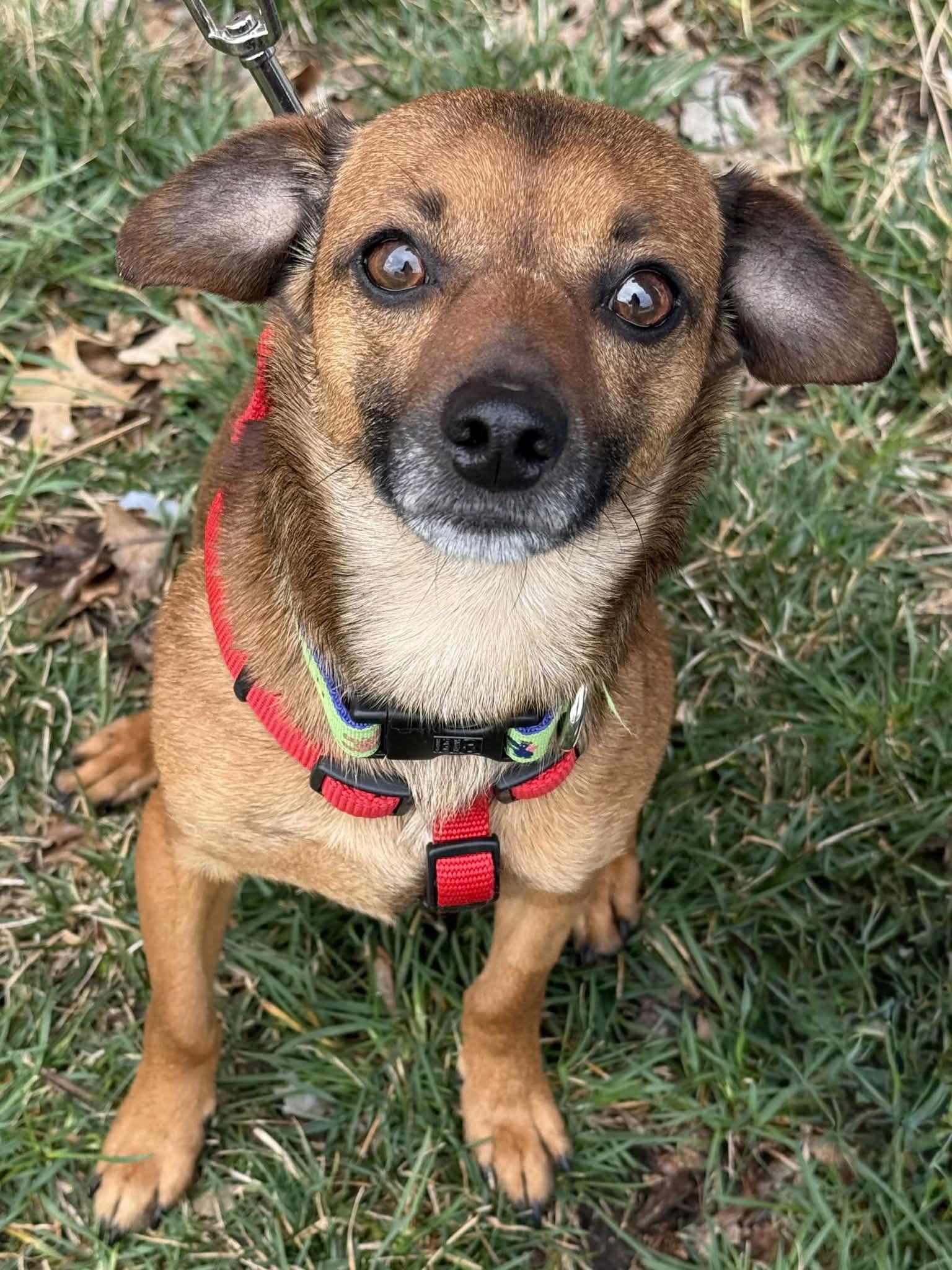 Enlarge Mowie, a Adoptable mixed breed in Lee's Summit, MO image 3/3