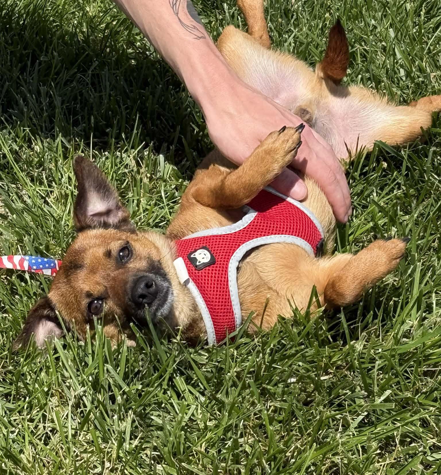 Enlarge Mowie, a Adoptable mixed breed in Lee's Summit, MO image 3/3