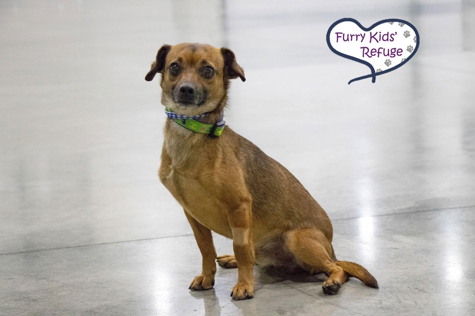 Enlarge Mowie, a Adoptable mixed breed in Lee's Summit, MO image 3/3