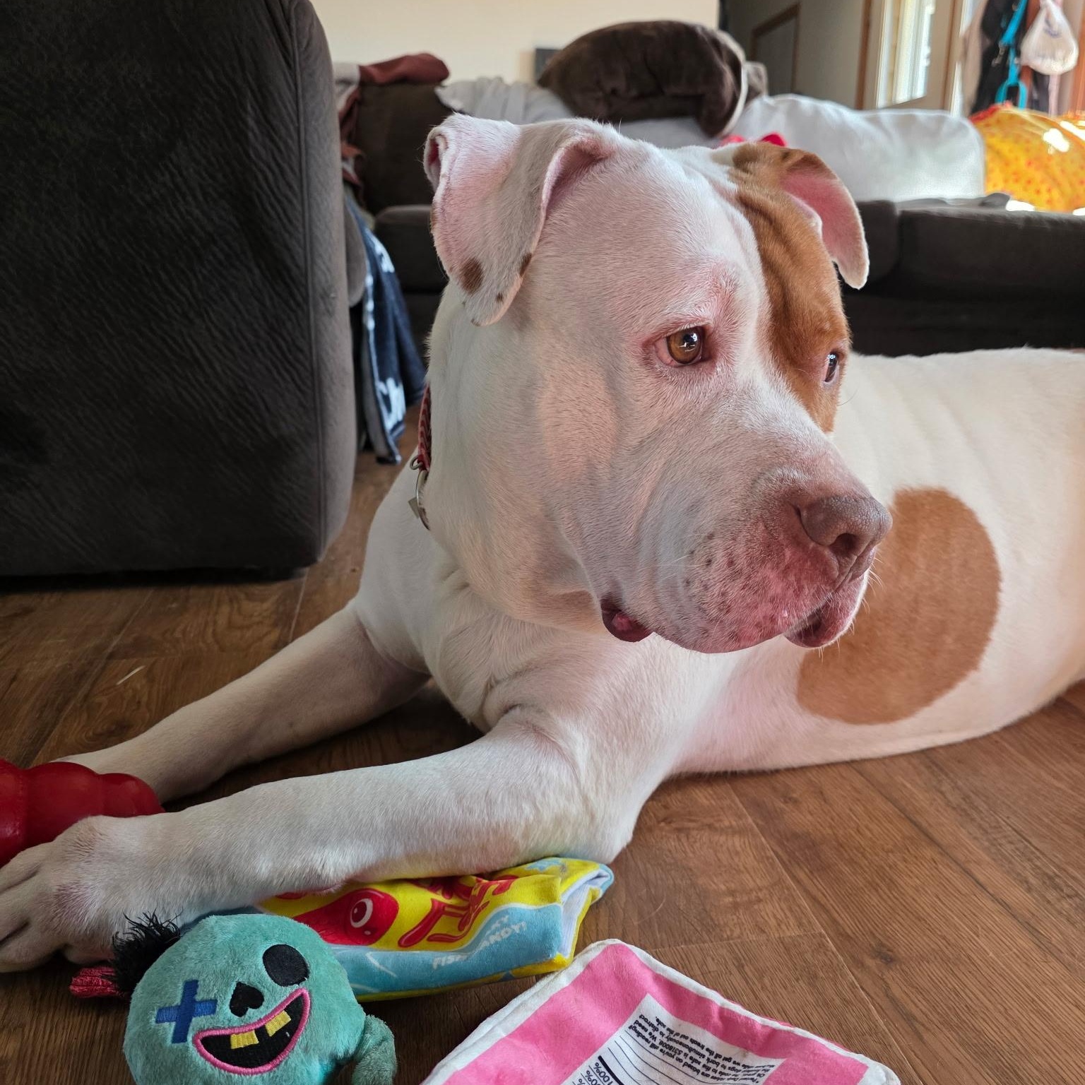 Enlarge Torta, a Adopted mixed breed in Westchester, IL image 3/5