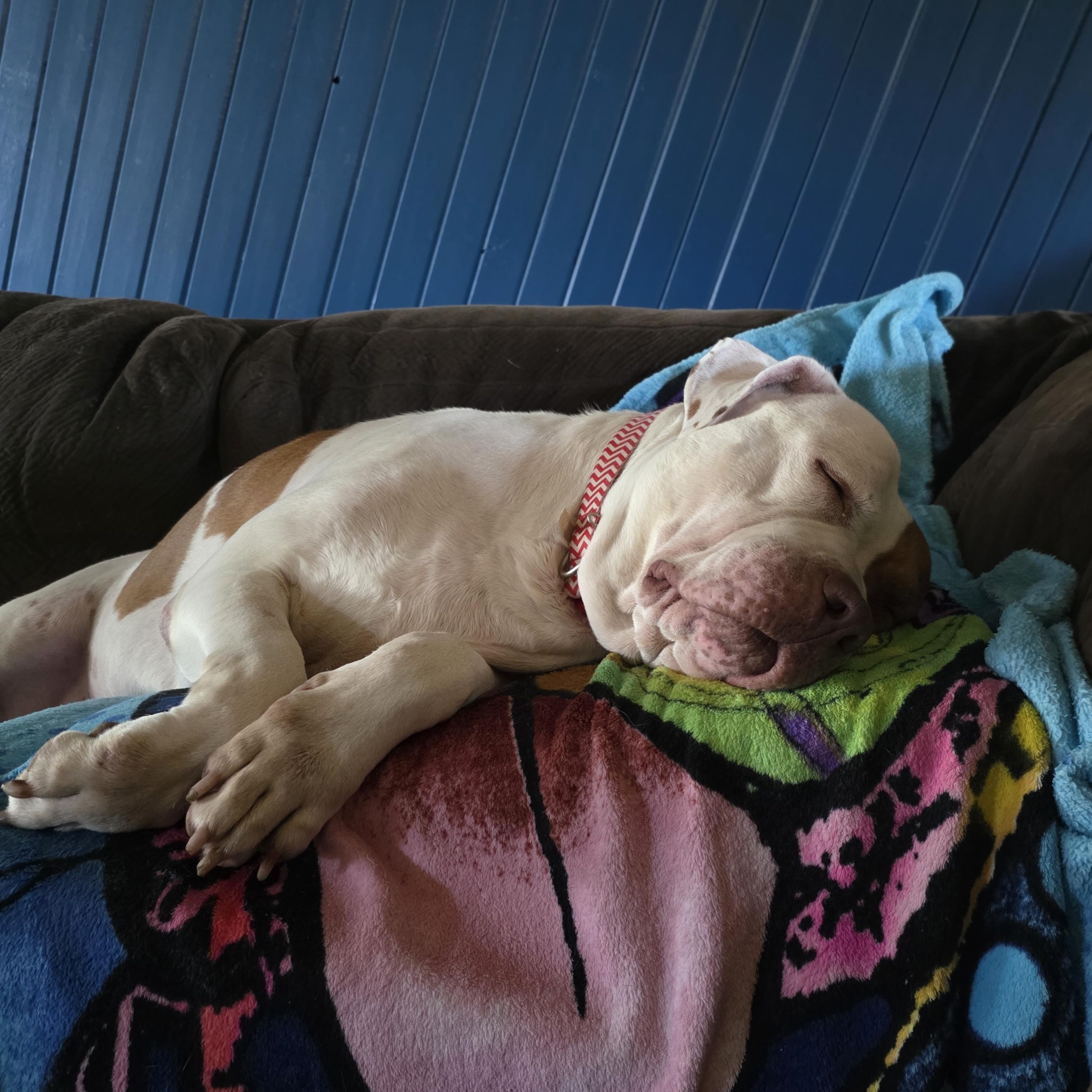 Enlarge Torta, a Adopted mixed breed in Westchester, IL image 5/5
