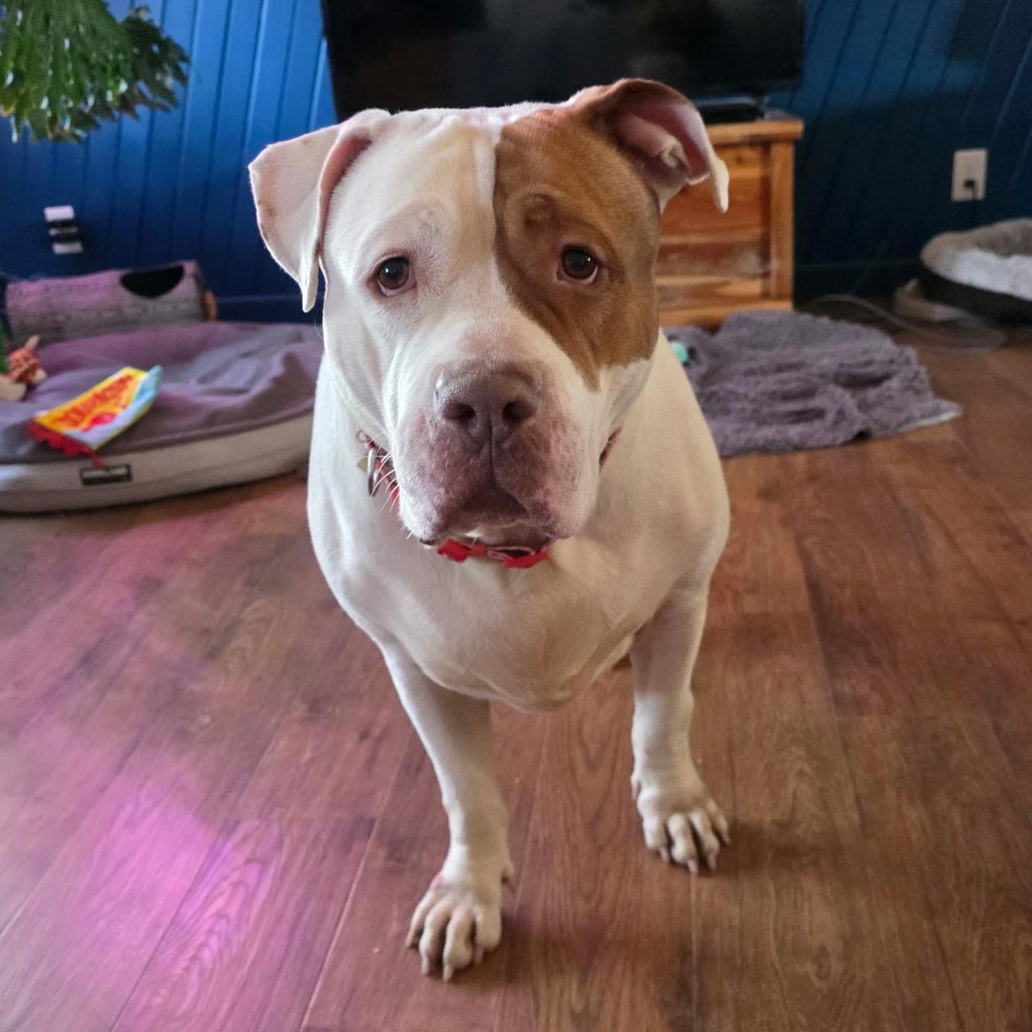 Enlarge Torta, a Adopted mixed breed in Westchester, IL image 4/5