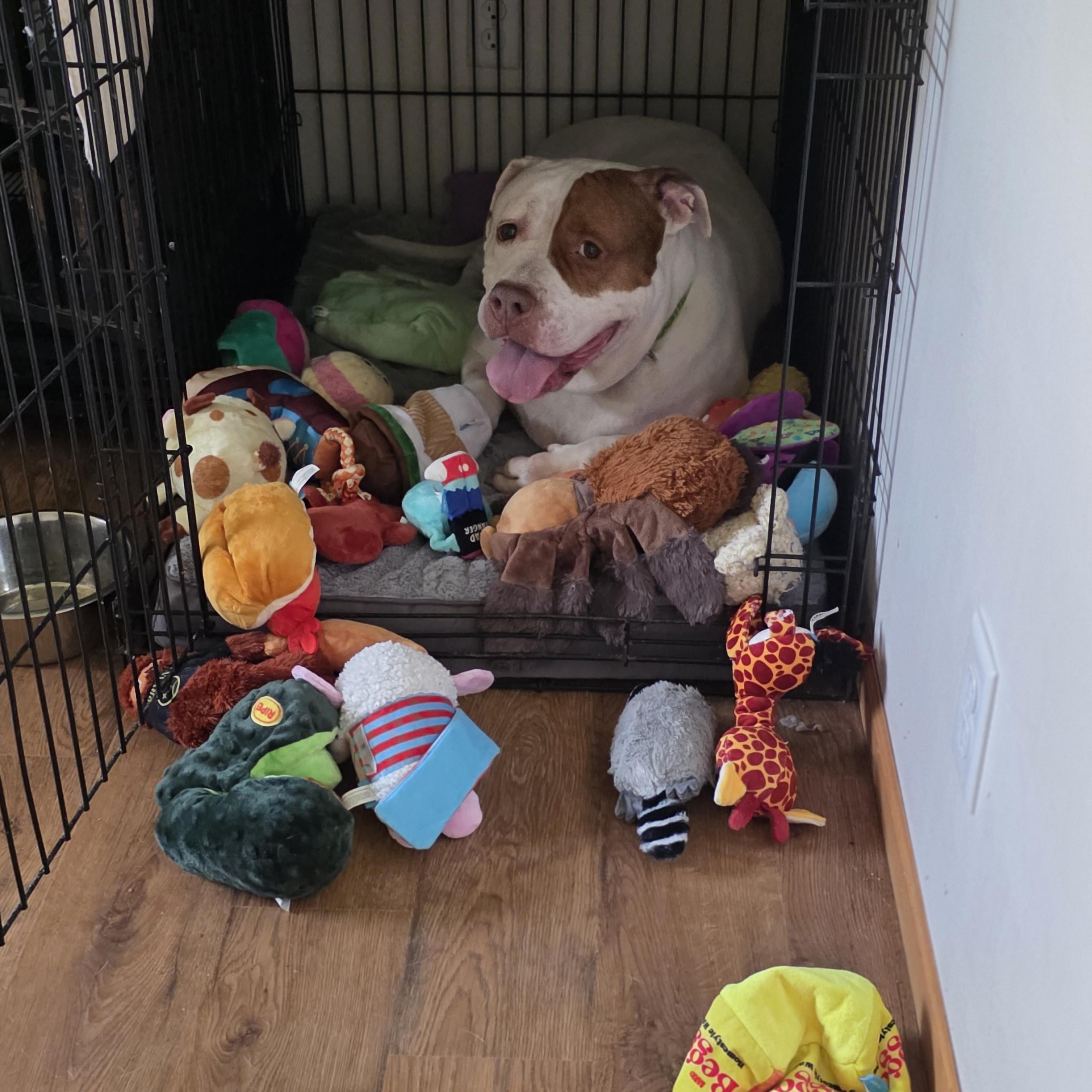 Enlarge Torta, a Adopted mixed breed in Westchester, IL image 1/5