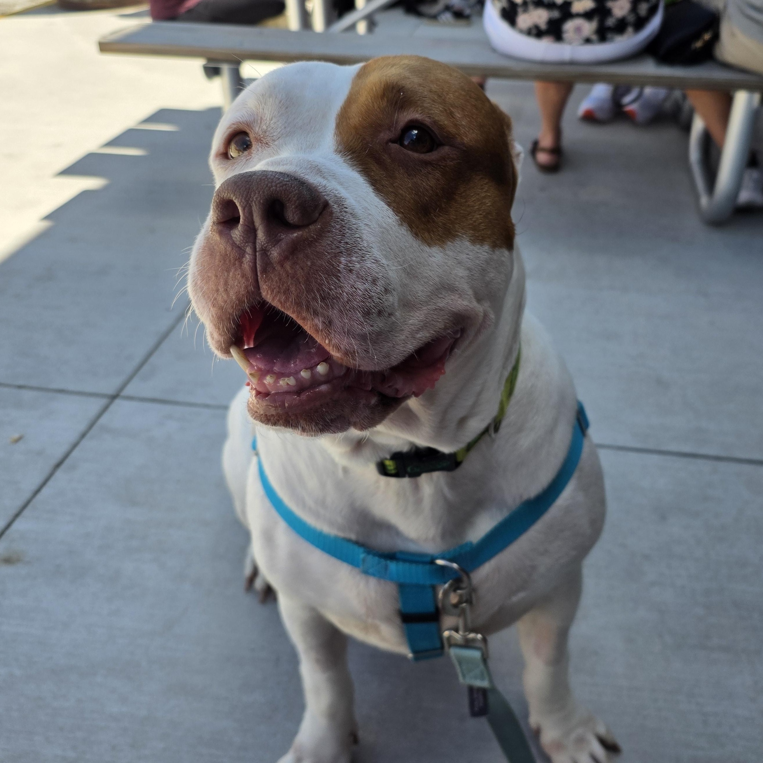 Enlarge Torta, a Adopted mixed breed in Westchester, IL image 2/5