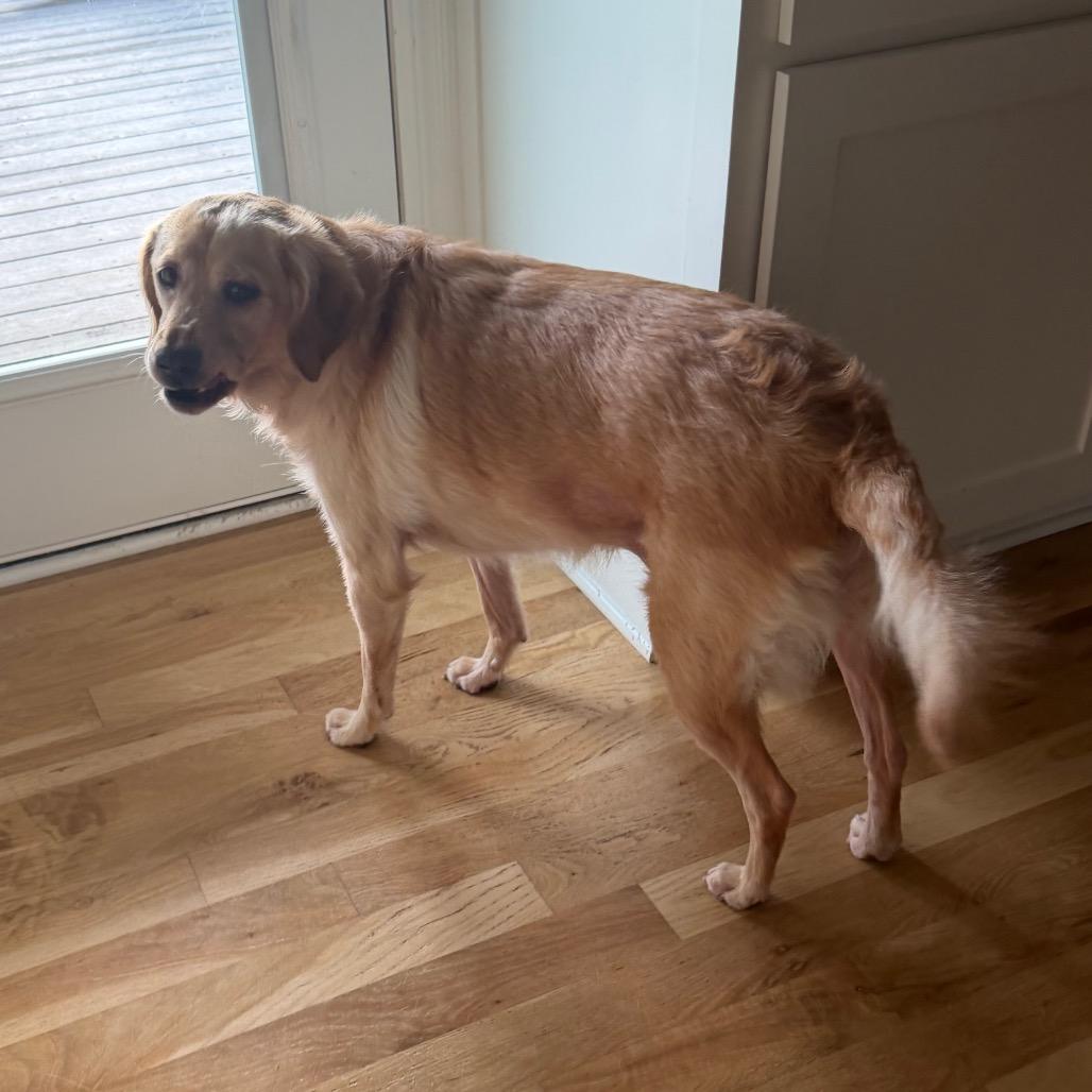 Nala, a Adoptable mixed breed in Peculiar, MO image 1/5