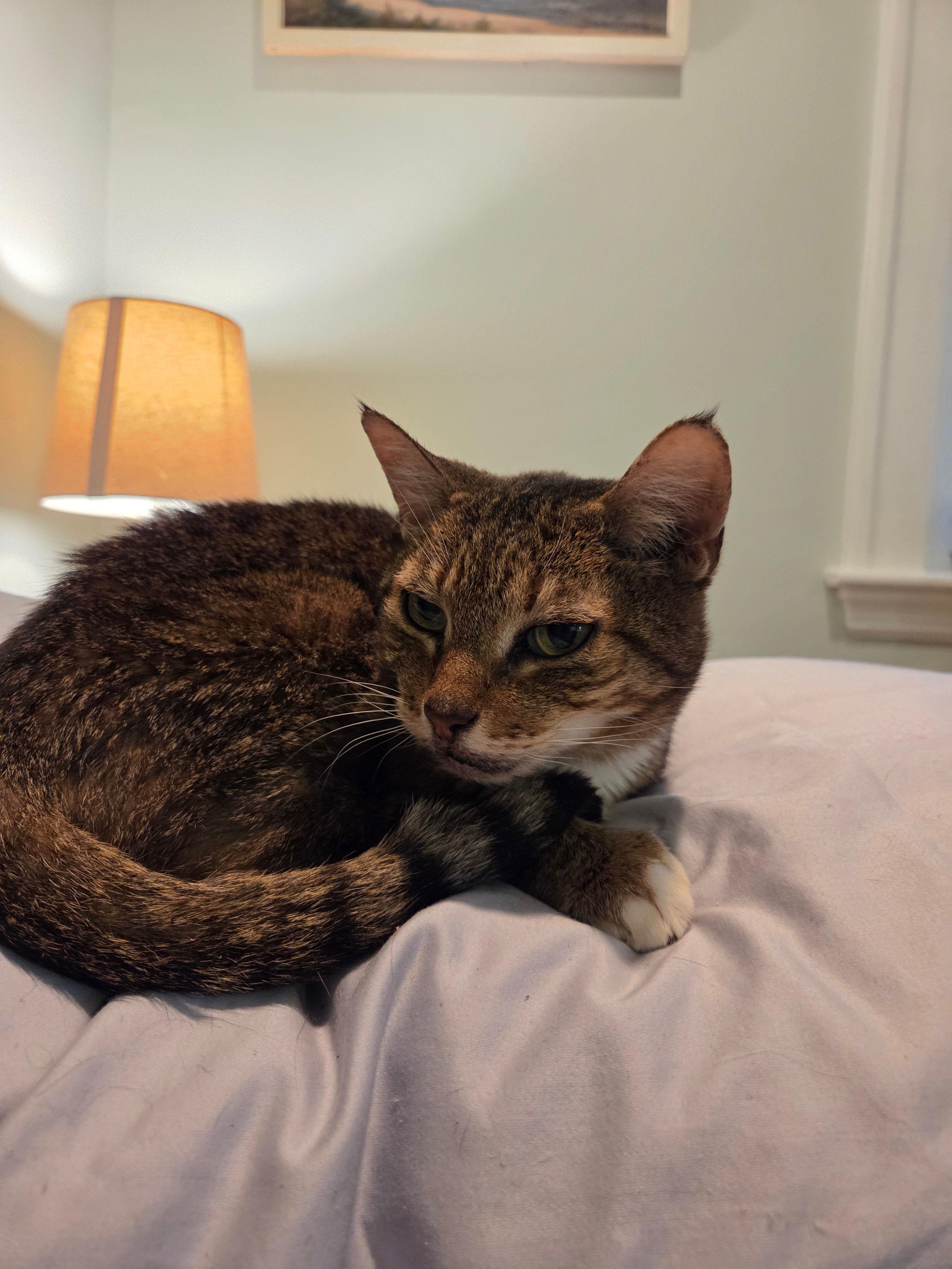 Patty, ADOPTABLE, Senior Female Domestic Short Hair.