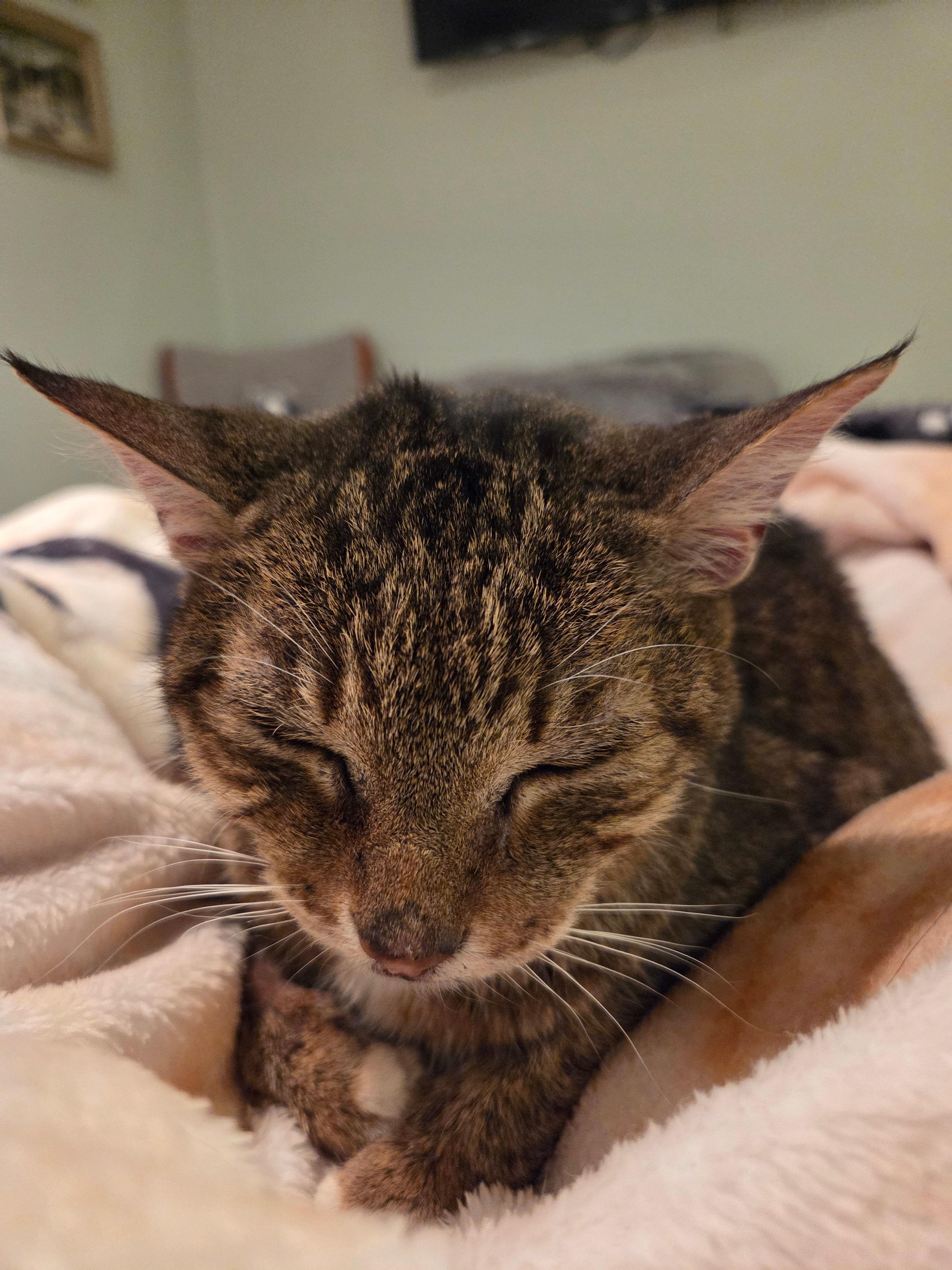 Enlarge Patty, a ADOPTABLE Domestic Short Hair in Melrose, MA image 4/5