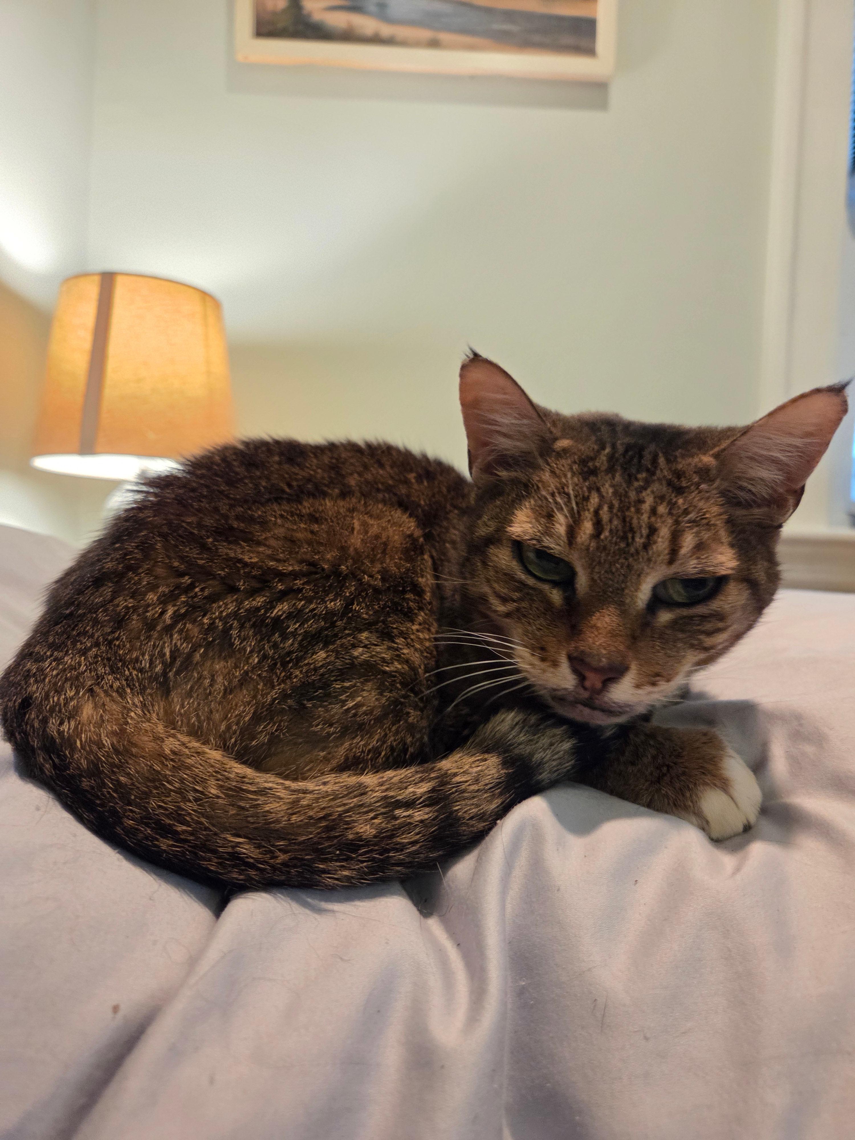 Enlarge Patty, a ADOPTABLE Domestic Short Hair in Melrose, MA image 3/5