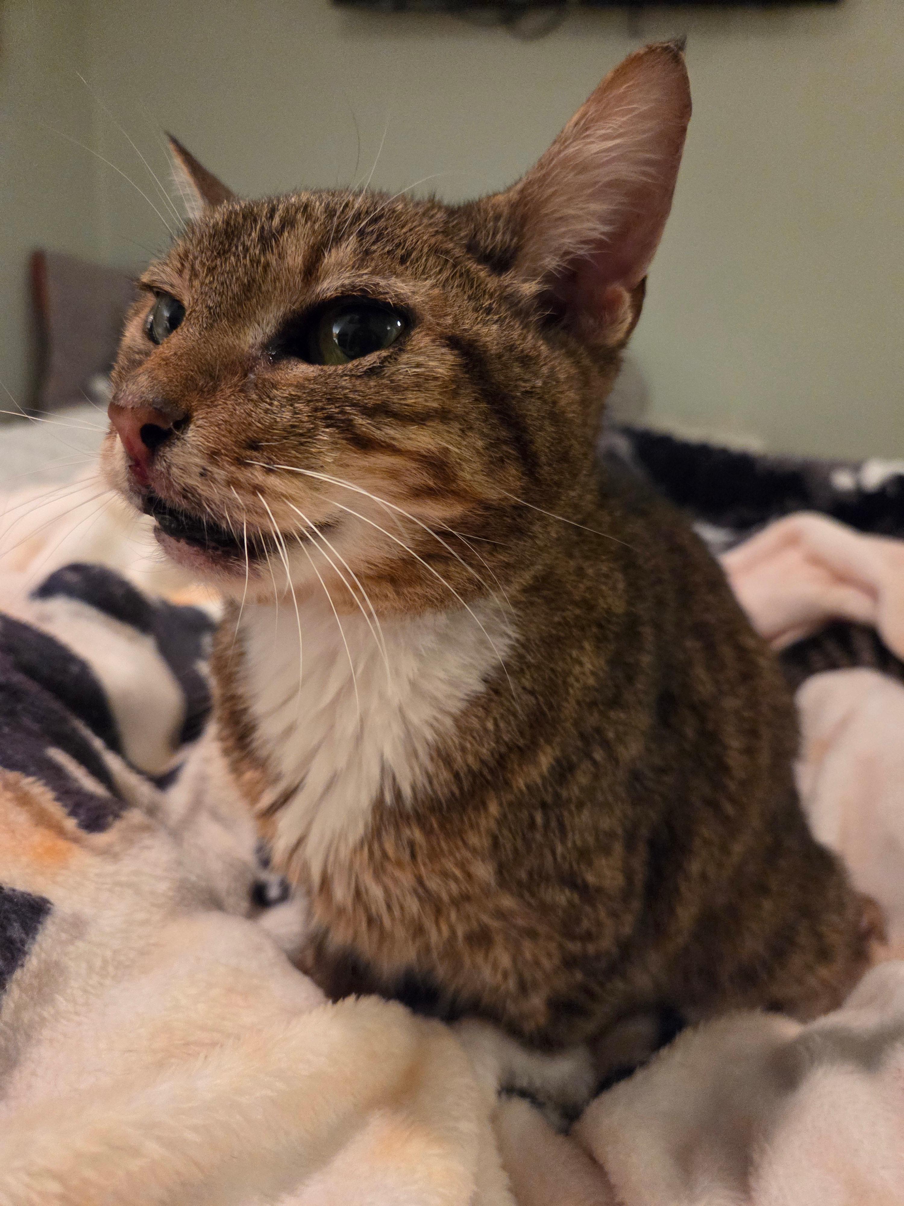 Enlarge Patty, a ADOPTABLE Domestic Short Hair in Melrose, MA image 2/5