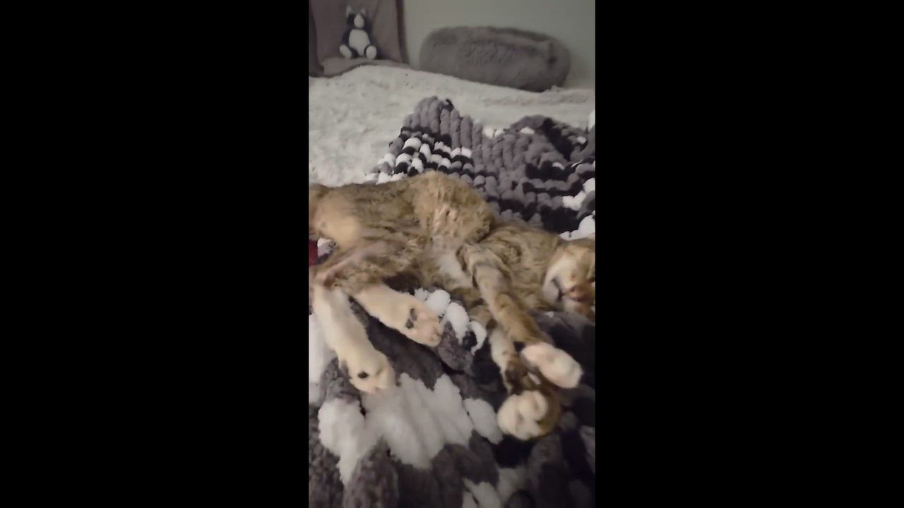 Enlarge Patty, a ADOPTABLE Domestic Short Hair in Melrose, MA video 5/5