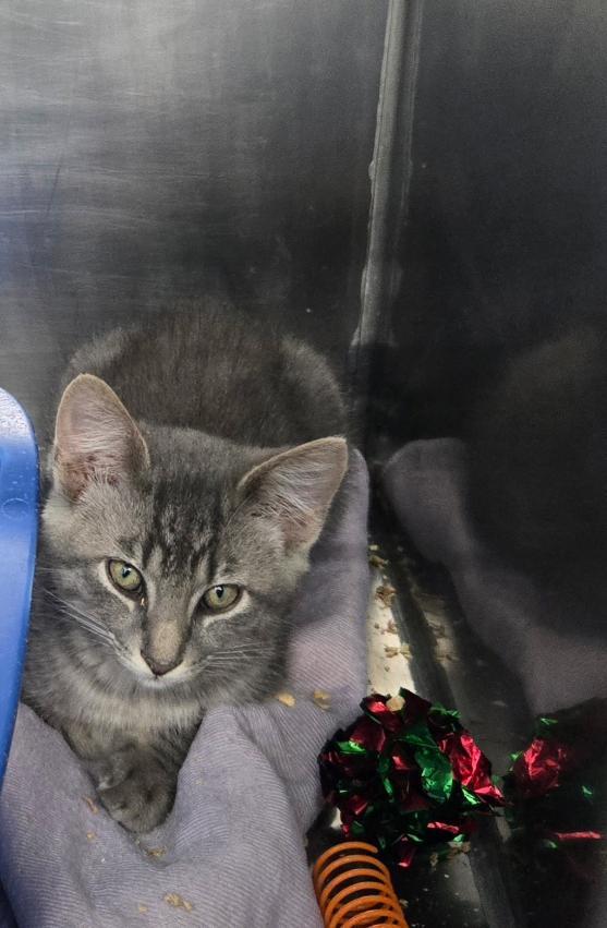 Benny, Adoptable, Kitten Male Domestic Short Hair.