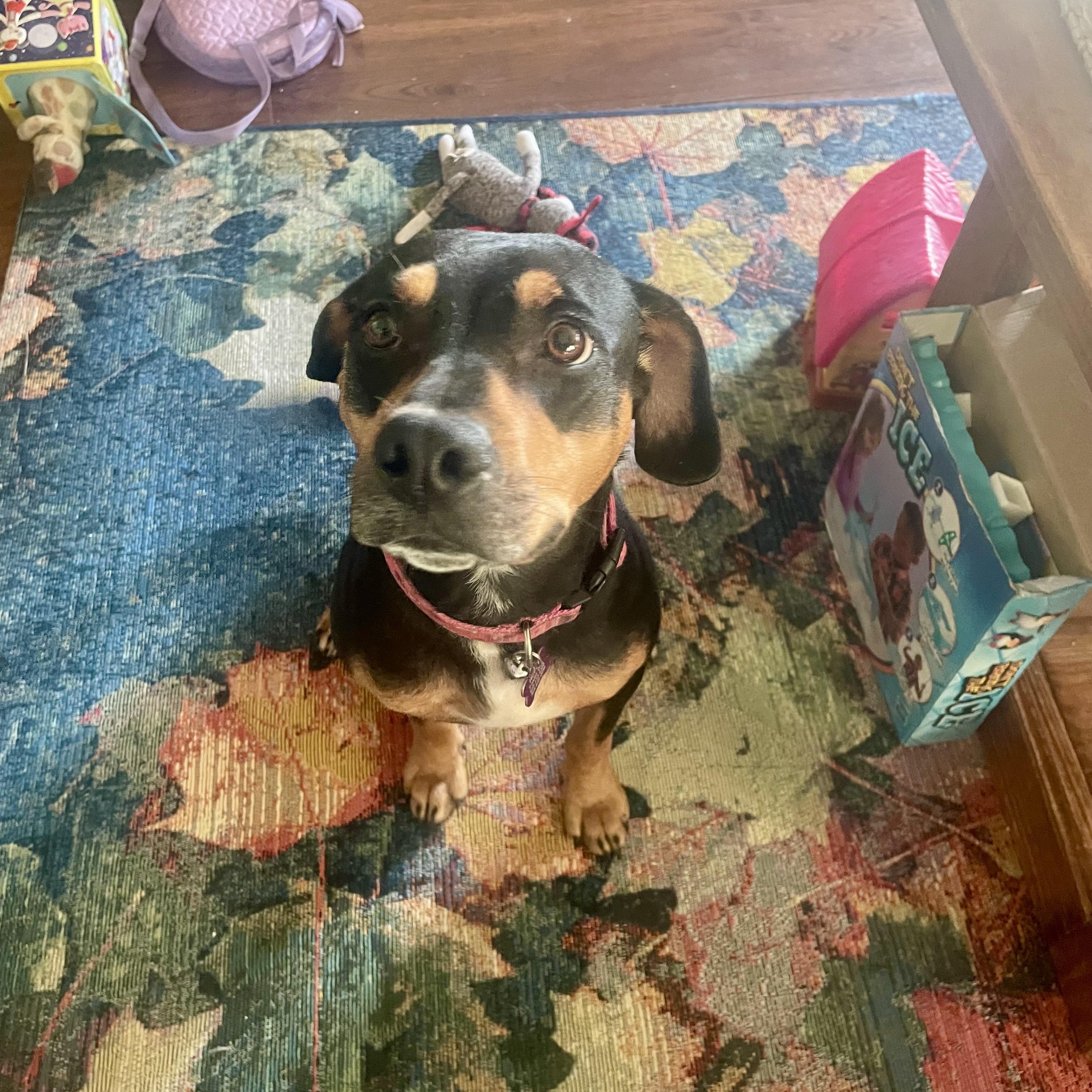 Lady, a ADOPTABLE mixed breed in High View, WV image 1/4