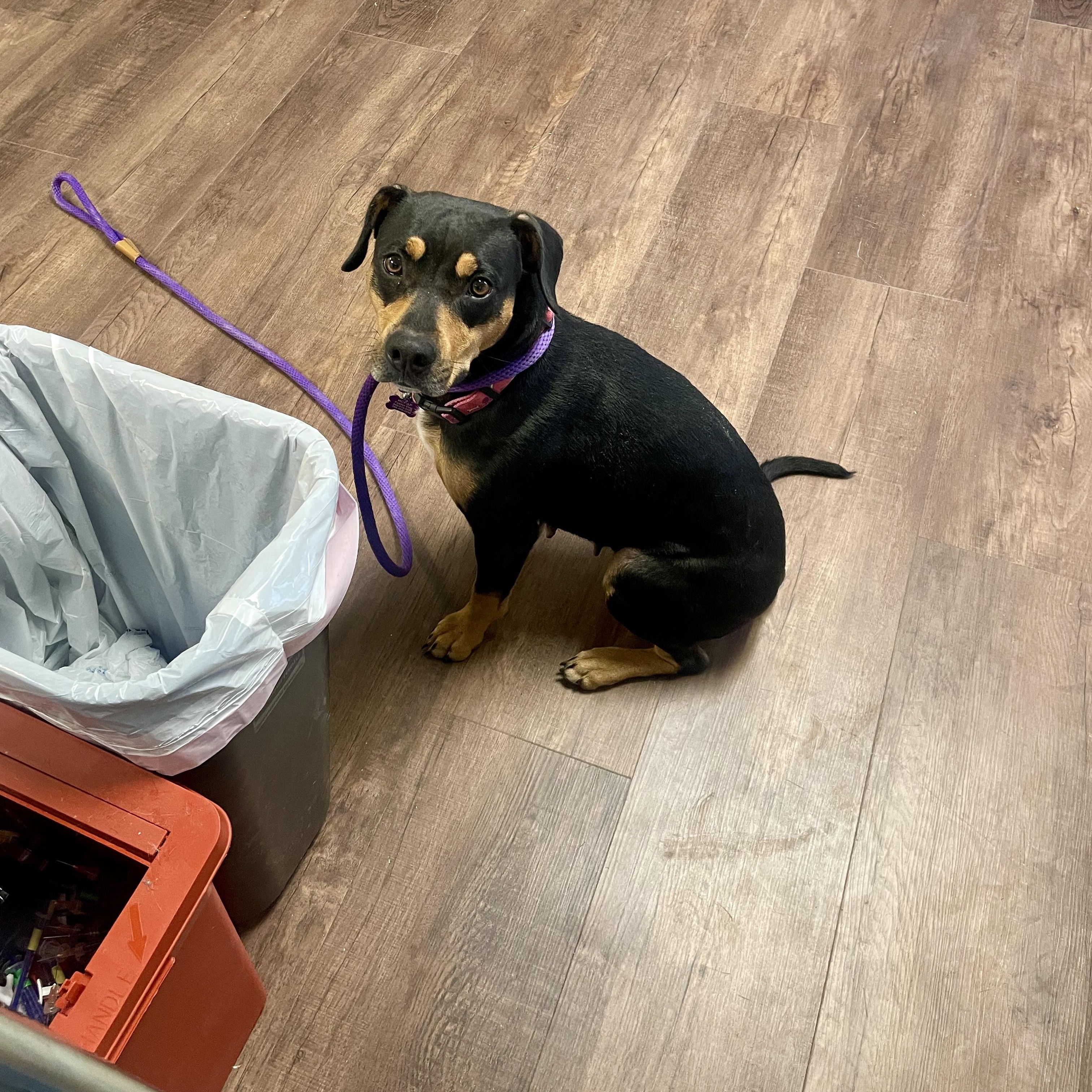 Lady, a ADOPTABLE mixed breed in High View, WV image 2/4