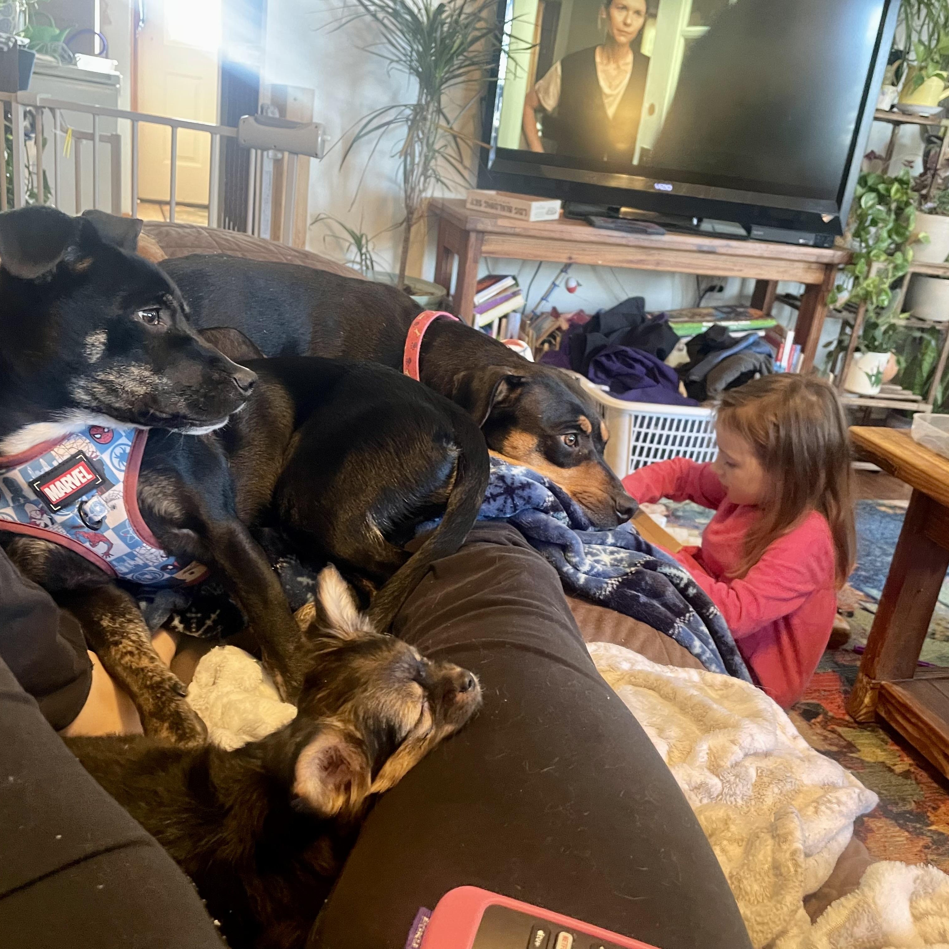 Lady, a ADOPTABLE mixed breed in High View, WV image 3/4