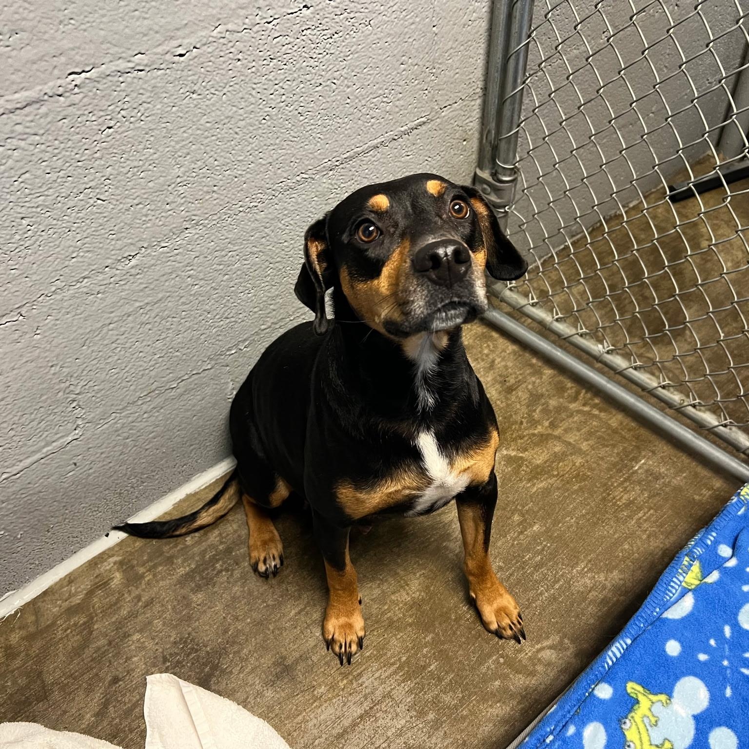 Lady, a ADOPTABLE mixed breed in High View, WV image 4/4