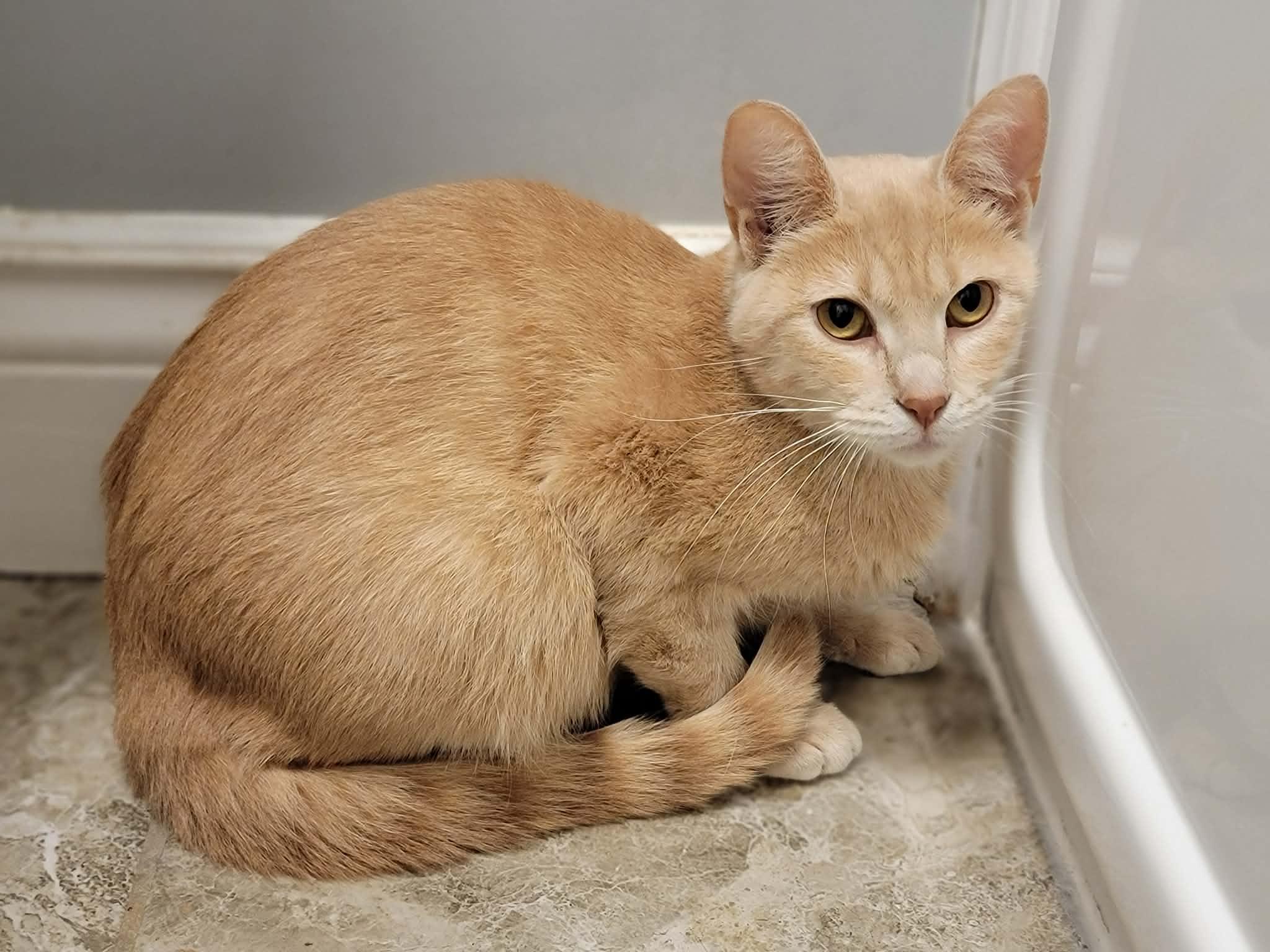 Adelaide, ADOPTABLE, Young Female Domestic Medium Hair.