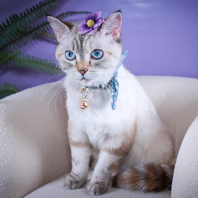 Lumi photo 2