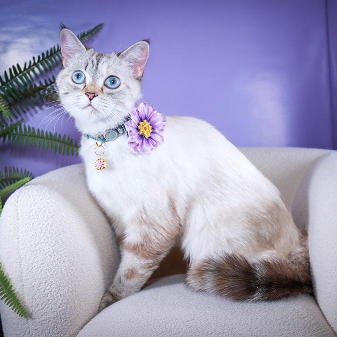 Lumi, Young Female Siamese
