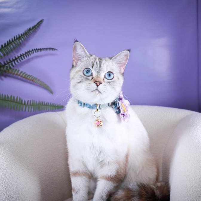 Lumi photo 4