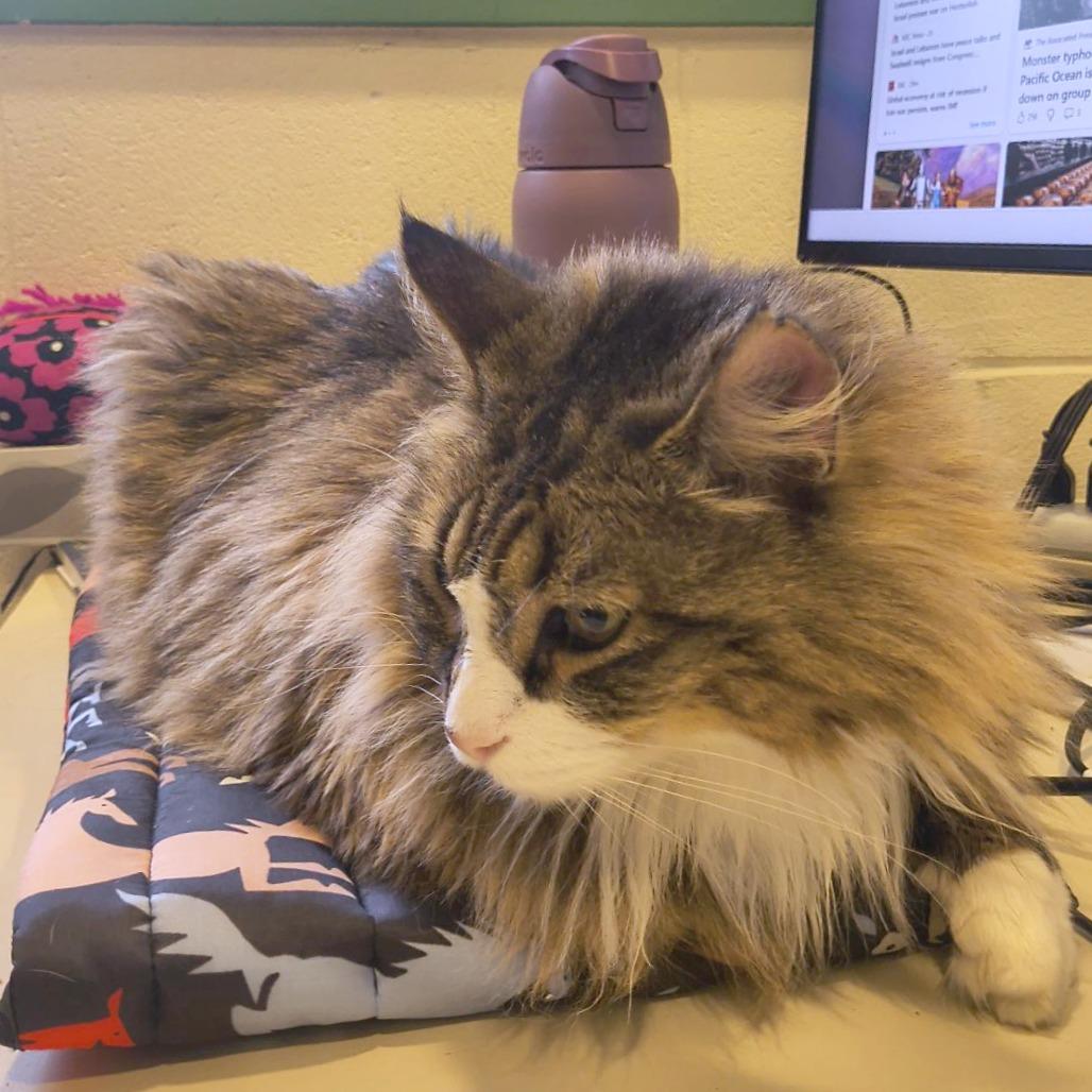 Enlarge Bella, a Adoptable Domestic Long Hair in South Burlington, VT image 1/5