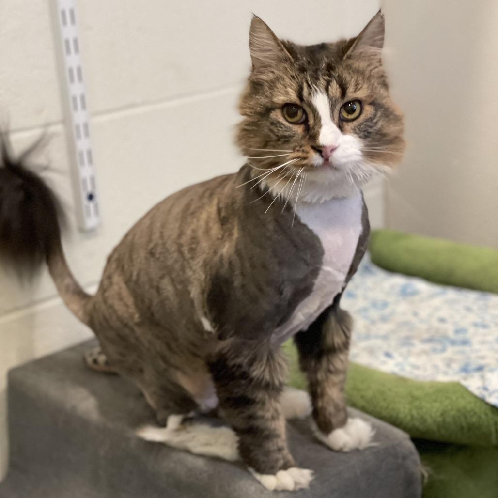Enlarge Bella, a Adoptable Domestic Long Hair in South Burlington, VT image 2/6