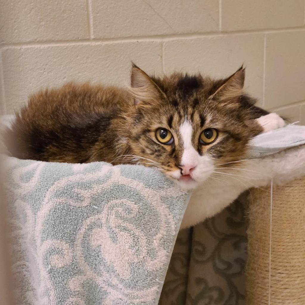 Enlarge Bella, a Adoptable Domestic Long Hair in South Burlington, VT image 2/5