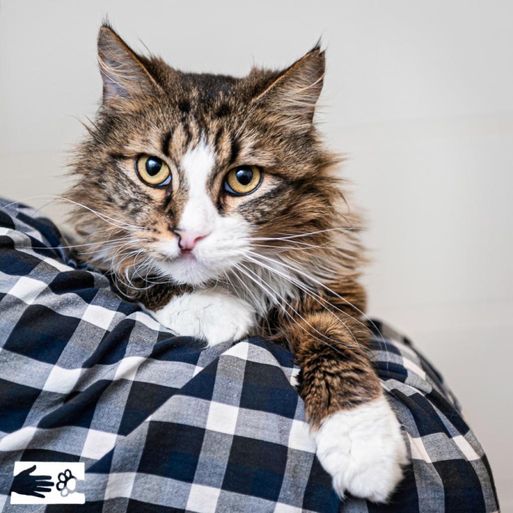 Enlarge Bella, a Adoptable Domestic Long Hair in South Burlington, VT image 3/5