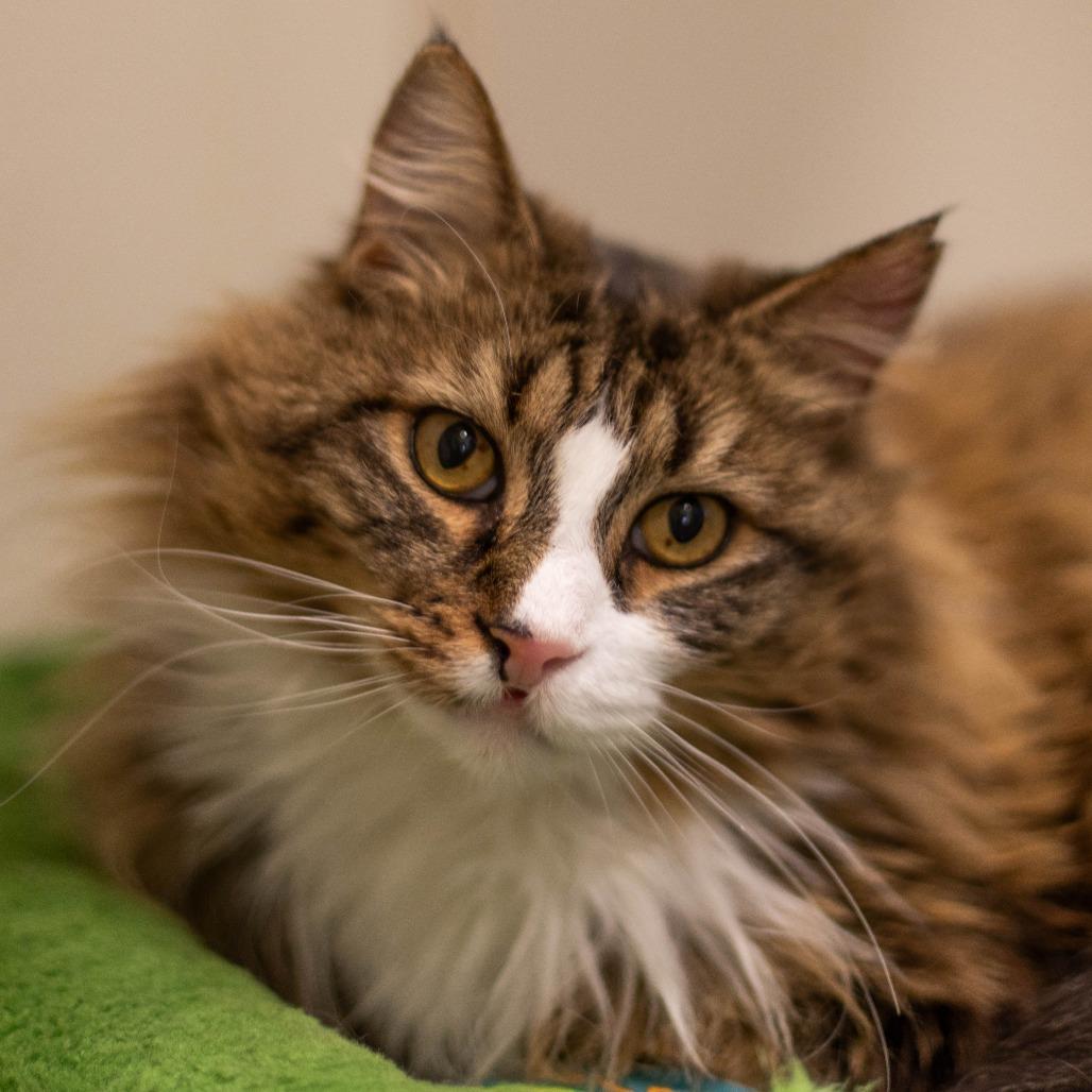 Enlarge Bella, a Adoptable Domestic Long Hair in South Burlington, VT image 4/5