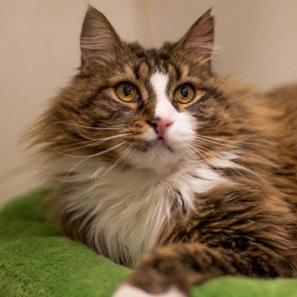 Enlarge Bella, a Adoptable Domestic Long Hair in South Burlington, VT image 5/5