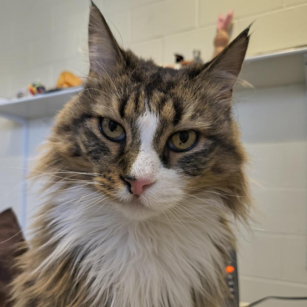 Enlarge Bella, a Adoptable Domestic Long Hair in South Burlington, VT image 6/6