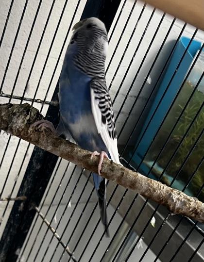 Enlarge Rio, a Adoptable mixed breed in Simcoe, ON image 1/1