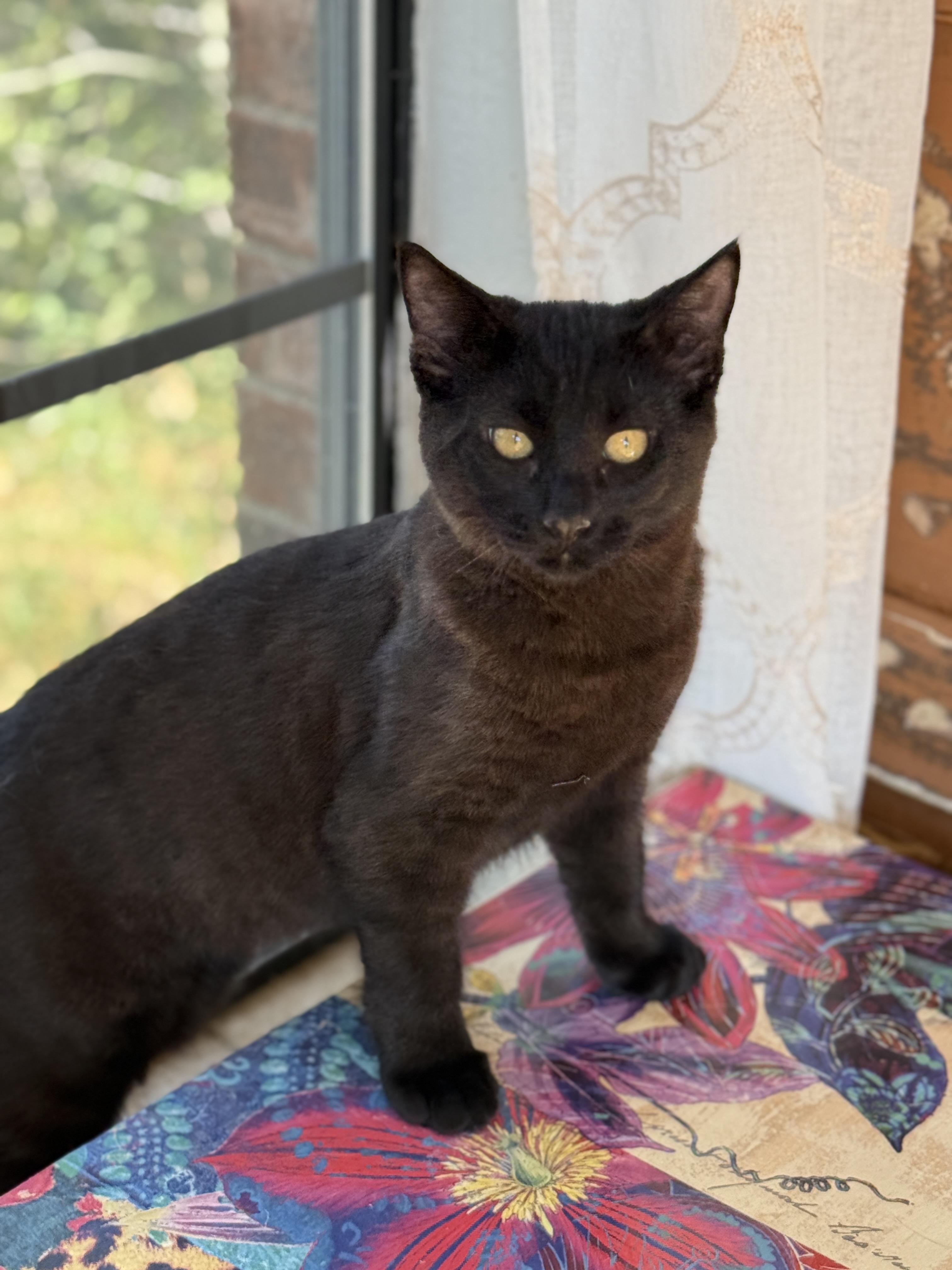 Enlarge Jerry, a ADOPTABLE Domestic Short Hair in Keller, TX image 5/6