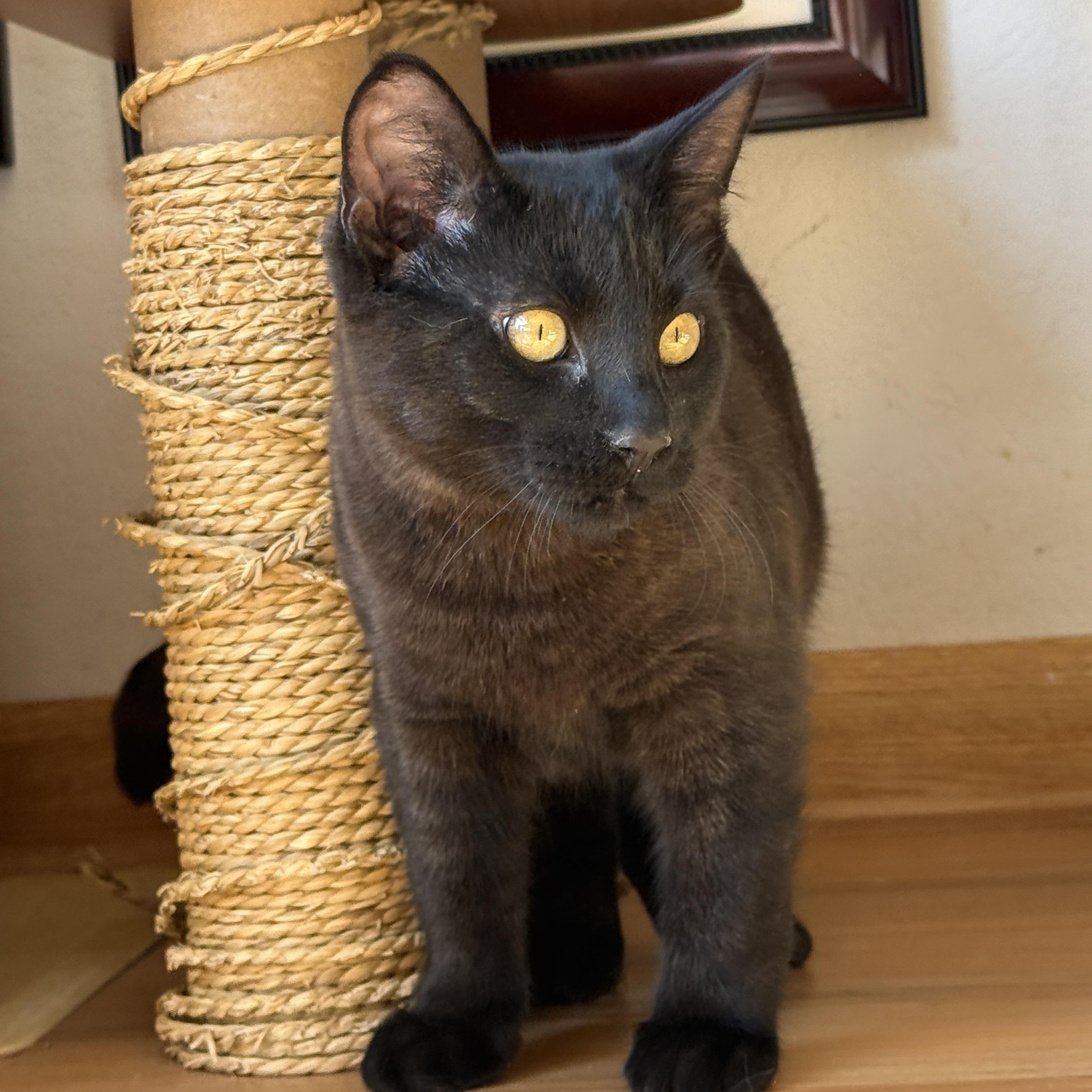 Enlarge Jerry, a ADOPTABLE Domestic Short Hair in Keller, TX image 2/6