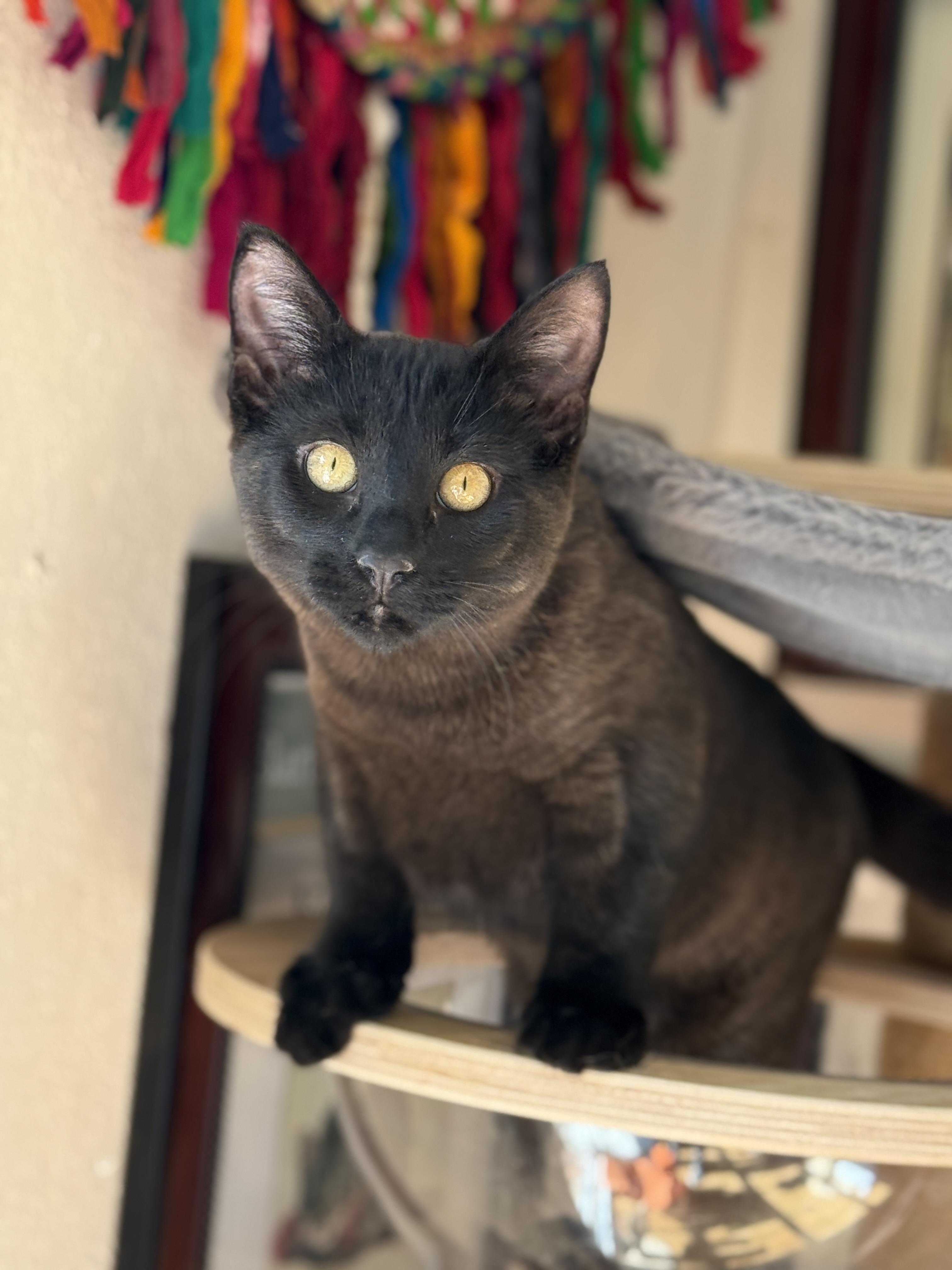 Enlarge Jerry, a ADOPTABLE Domestic Short Hair in Keller, TX image 3/6